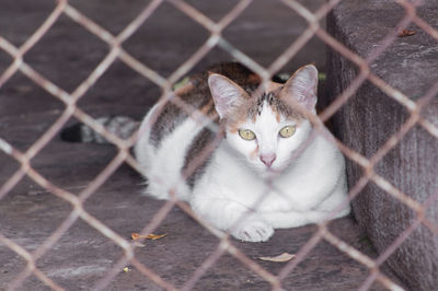 Portrait of cat seen through chainlink fence