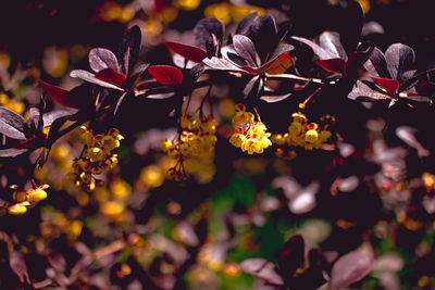 Close-up of yellow flowering plants