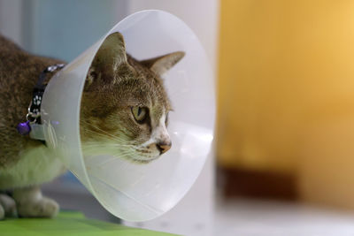Close-up of a cat looking away
