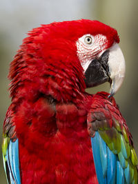 Close-up of scarlet macaw perching outdoors