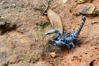 Scorpion on field