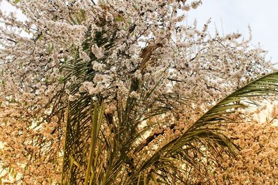 Low angle view of flowering plants on field