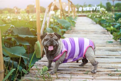 Dog standing on footpath
