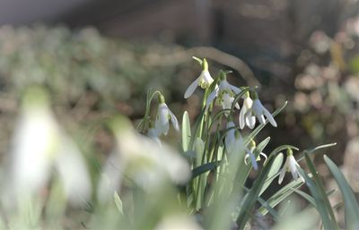 Close-up of white flowering plant on field