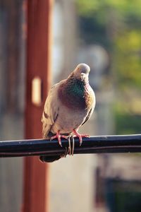 Pigeon perching on metal pipe