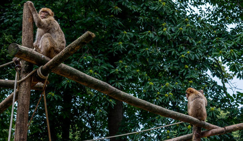 Low angle view of monkey sitting on tree