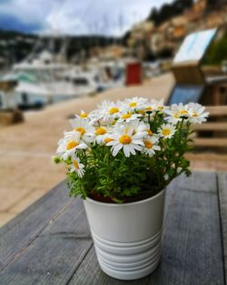 Close-up of potted plant