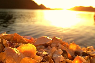Close-up of fruit on beach during sunset