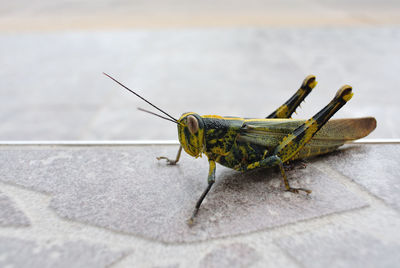 Close-up of grasshopper on walkway