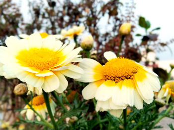 Close-up of yellow flowering plant