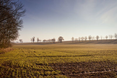 Scenic view of field against sky