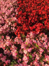 Full frame shot of pink flowers