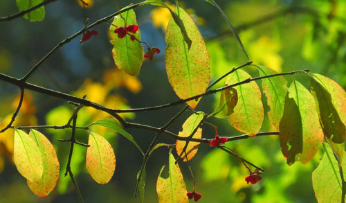 Close-up of berries growing on tree