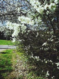 View of flowering plants on field