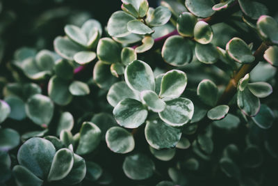 Close-up of succulent plant