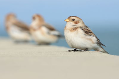 Close-up of bird perching on the wall