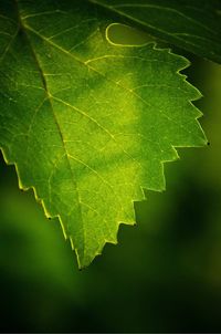 Close-up of green leaves