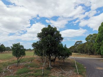 Trees on field against sky