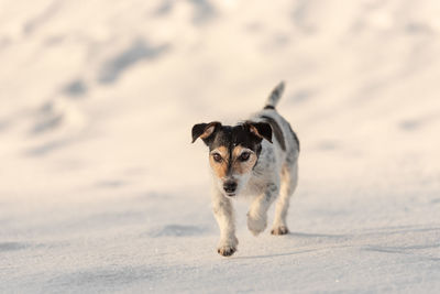 Portrait of dog in snow