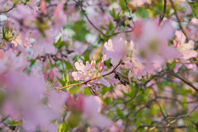 Close-up of pink cherry blossoms in spring