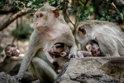 Baby monkey under mother protection. the monkey family with shaggy orange fur and human like