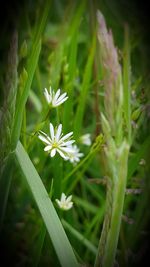 Close-up of flowers blooming outdoors