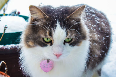 Close-up portrait of cat in snow
