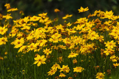 Close-up of yellow flowering plants on field