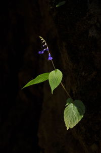 Close-up of purple flowering plant