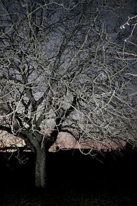 Bare tree against sky