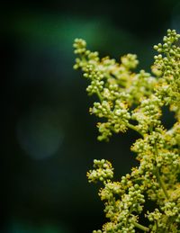 Close-up of white flowers
