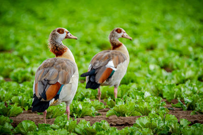 Ducks on a field