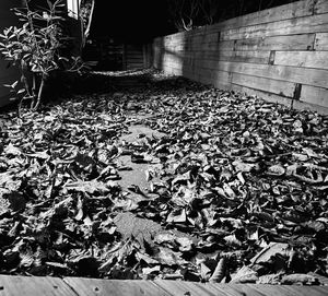 High angle view of dry leaves falling on sidewalk during autumn