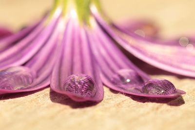Close-up of purple flower on table