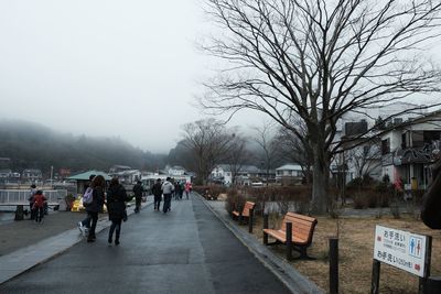 Bare trees along road