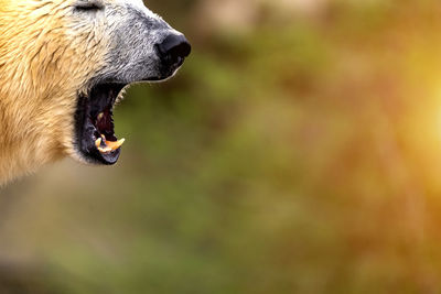 Muzzle of a polar bear with open mouth in front of unfocused background, copy space
