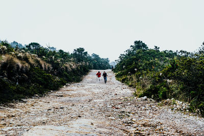 Rear view of people walking on footpath amidst trees against clear sky