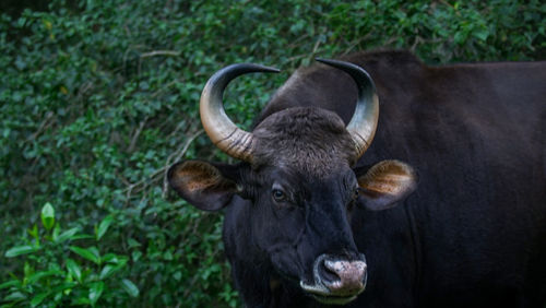 Close-up of cow