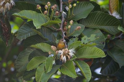 Close-up of green leaves on plant