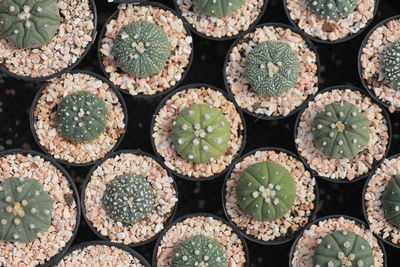 Full frame shot of succulent plants