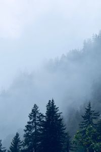 Trees in forest during foggy weather