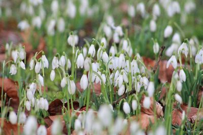 Close-up of flowers blooming outdoors