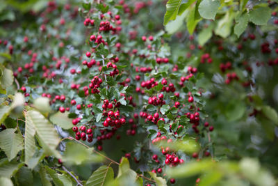 Close-up of berries growing on plant