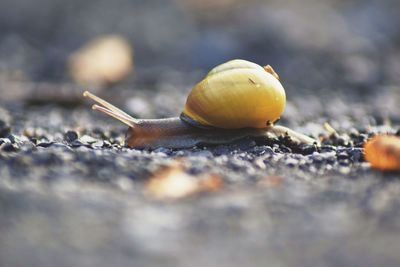 Close-up of snail