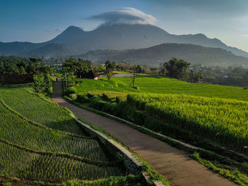 Scenic view of agricultural field against sky