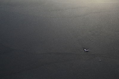 High angle view of bird on beach