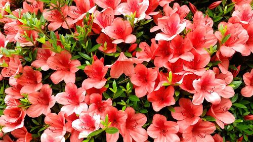 Close-up of pink flowers blooming outdoors