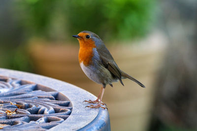 Bobin the robin waiting for breakfast