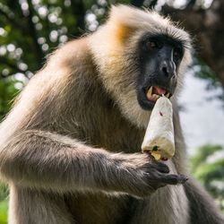 Low angle view of monkey eating ice cream