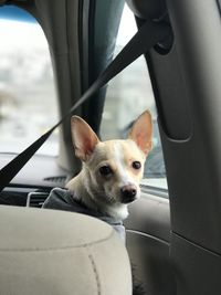 Portrait of a dog in car